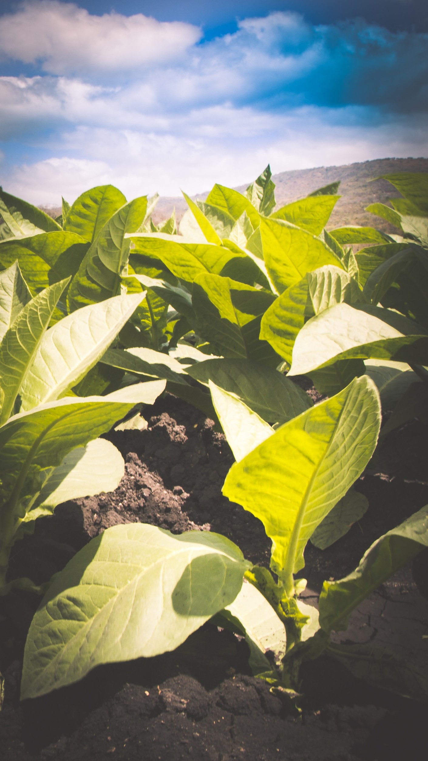 Mlad&eacute; rostliny