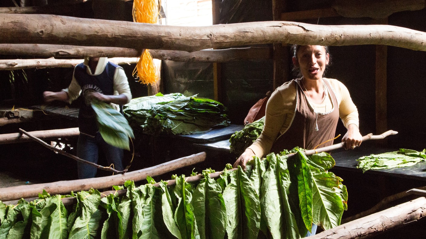 Su&scaron;en&iacute; listů 