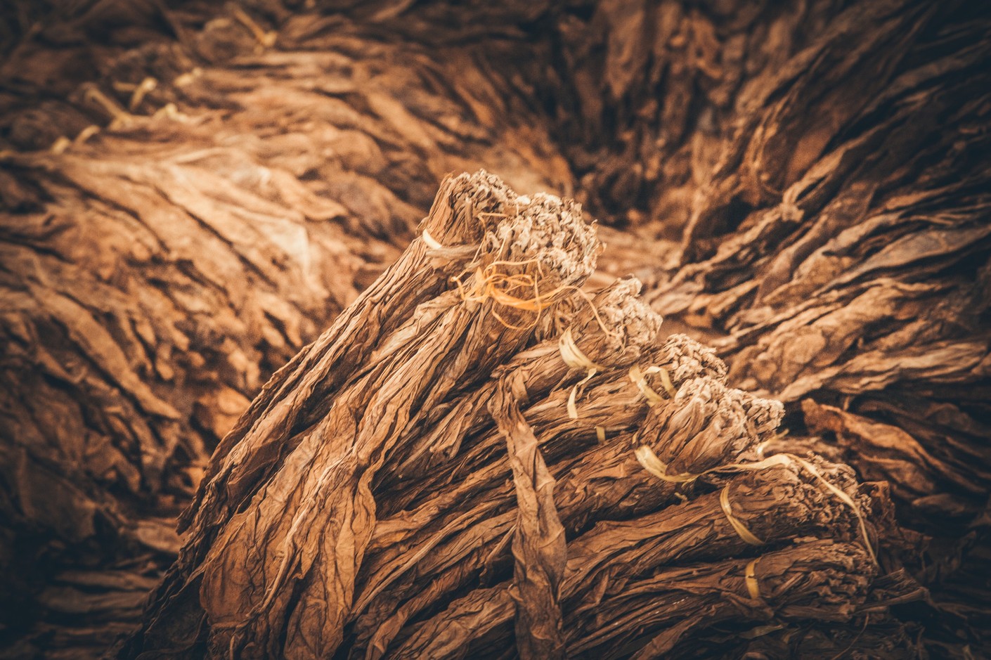 Svazky listů k&nbsp;fermentaci